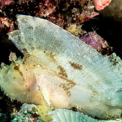 2017 Tauchsafari Raja Ampat